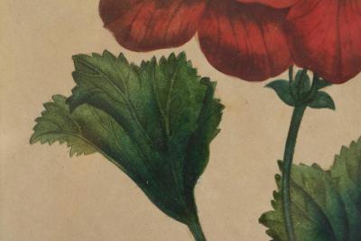 Pelargonium Abd el Kader Framed Botanical Print 1845 Belgium