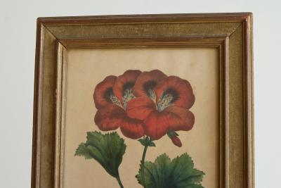 Pelargonium Abd el Kader Framed Botanical Print 1845 Belgium