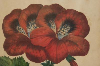Pelargonium Abd el Kader Framed Botanical Print 1845 Belgium