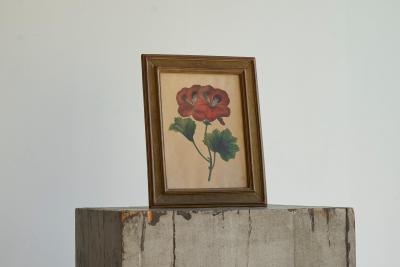 Pelargonium Abd el Kader Framed Botanical Print 1845 Belgium