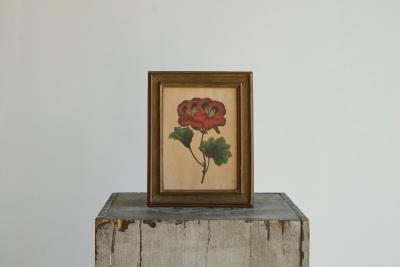 Pelargonium Abd el Kader Framed Botanical Print 1845 Belgium