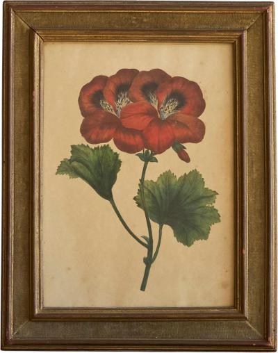 Pelargonium Abd el Kader Framed Botanical Print 1845 Belgium