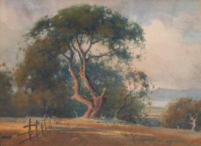 Percy Gray Oak Tree Grove