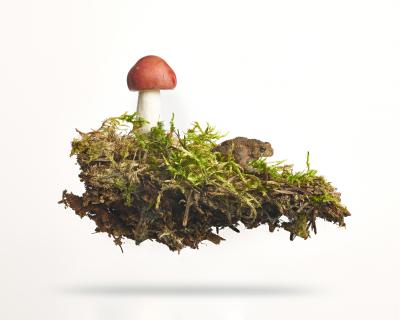 Peter Andrew Lusztyk Russula Mushroom with Toad