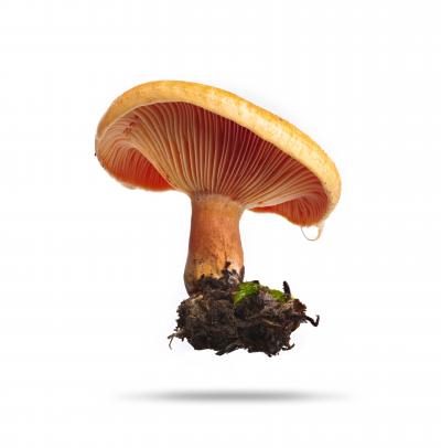Peter Andrew Lusztyk Saffron Milk Cap Edible 