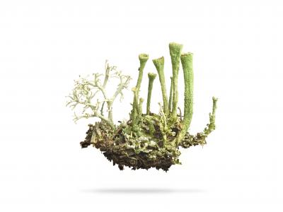 Peter Andrew Lusztyk Trumpet Cup Lichen