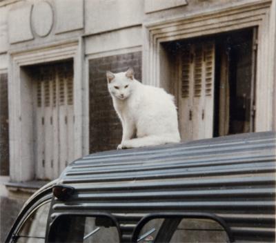 Peter Cornelius Cat On A Car Tin Roof