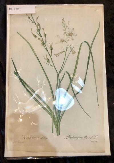 Phalangium Liliago Hand Colored Engraving Signed P J Redoute