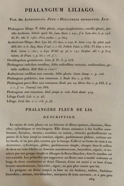 Phalangium Liliago Hand Colored Engraving Signed P J Redoute