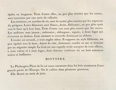 Phalangium Liliago Hand Colored Engraving Signed P J Redoute