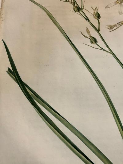 Phalangium Liliago Hand Colored Engraving Signed P J Redoute