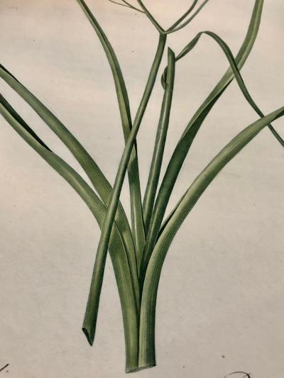 Phalangium Liliago Hand Colored Engraving Signed P J Redoute