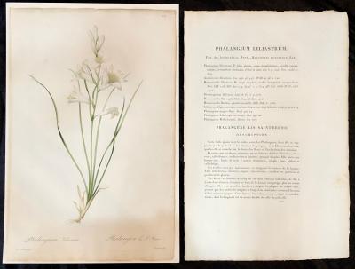 Phalangium Liliastrum Hand Painted Colored Engraving Signed P J Redoute