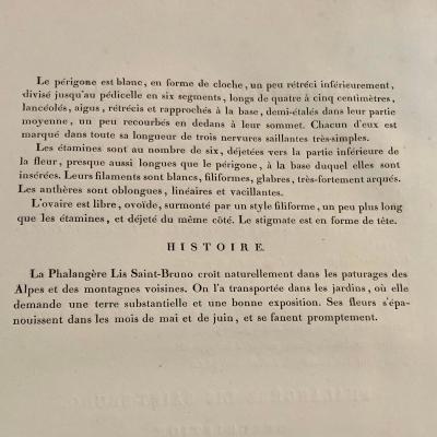 Phalangium Liliastrum Hand Painted Colored Engraving Signed P J Redoute