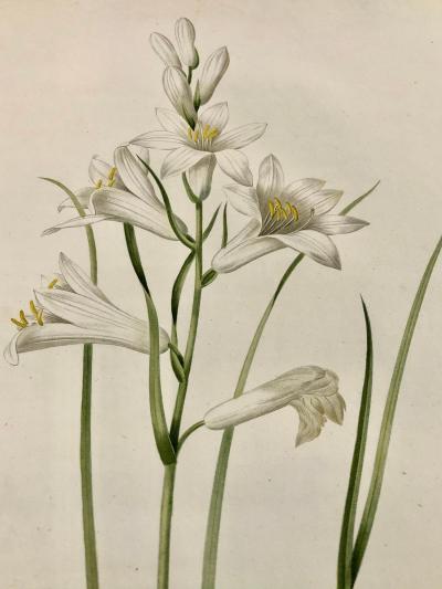 Phalangium Liliastrum Hand Painted Colored Engraving Signed P J Redoute