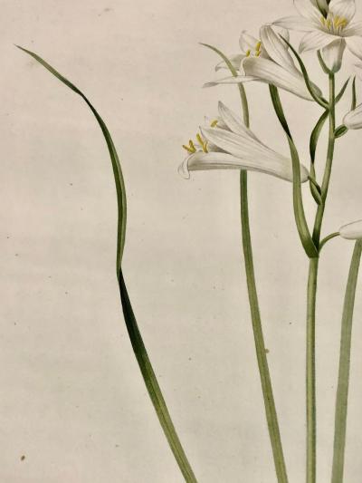 Phalangium Liliastrum Hand Painted Colored Engraving Signed P J Redoute