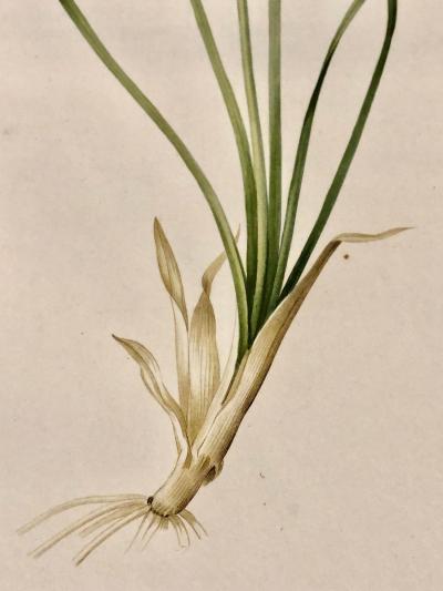 Phalangium Liliastrum Hand Painted Colored Engraving Signed P J Redoute