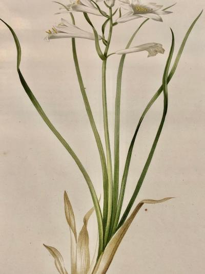 Phalangium Liliastrum Hand Painted Colored Engraving Signed P J Redoute