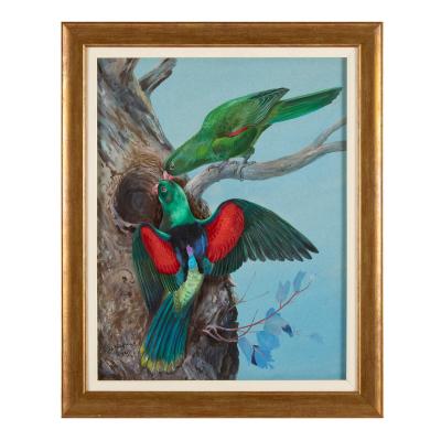 Philip Rickman Four Watercolour Studies of Australian Parrots by Philip Rickman
