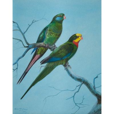 Philip Rickman Four Watercolour Studies of Australian Parrots by Philip Rickman