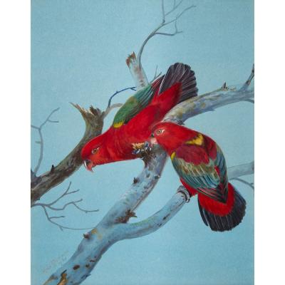 Philip Rickman Four Watercolour Studies of Australian Parrots by Philip Rickman
