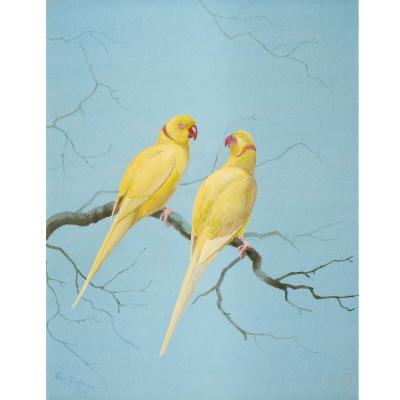 Philip Rickman Pair of Watercolour Studies of Exotic Parrots by Philip Rickman
