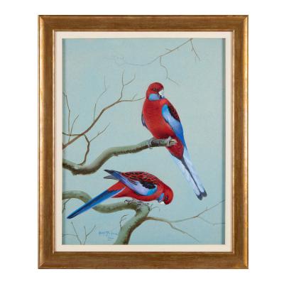 Philip Rickman Set of Five Ornithological Watercolours of Rosellas By Rickman Philip