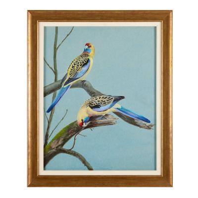 Philip Rickman Set of Five Ornithological Watercolours of Rosellas By Rickman Philip