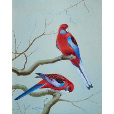 Philip Rickman Set of Five Ornithological Watercolours of Rosellas By Rickman Philip