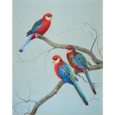 Philip Rickman Set of Five Ornithological Watercolours of Rosellas By Rickman Philip