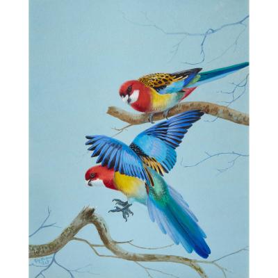 Philip Rickman Set of Five Ornithological Watercolours of Rosellas By Rickman Philip