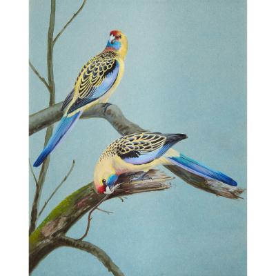 Philip Rickman Set of Five Ornithological Watercolours of Rosellas By Rickman Philip