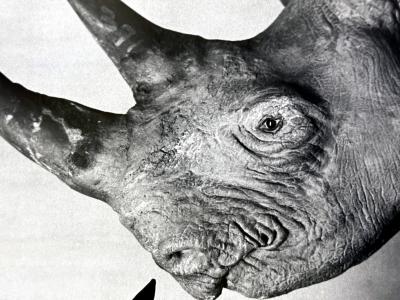 Philippe Halsman Editioned Photograph Dal with Rhinoceros by Philippe Halsman