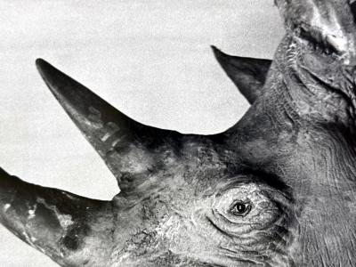 Philippe Halsman Editioned Photograph Dal with Rhinoceros by Philippe Halsman