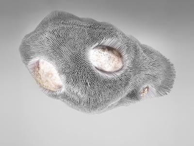 Pia Maria Raeder SEA ANEMONE 16