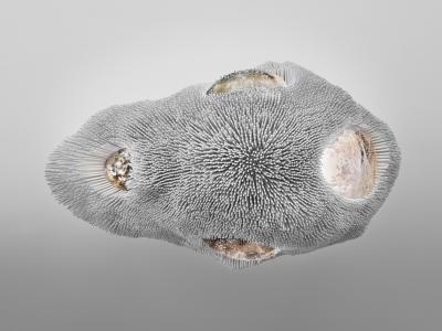 Pia Maria Raeder SEA ANEMONE 16