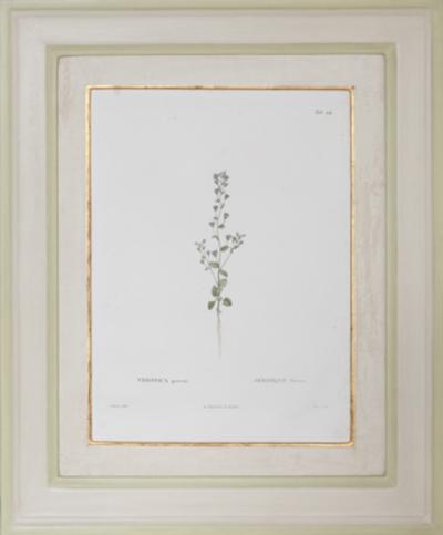 Pierre Antoine Poiteau SET OF TWELVE EARLY 19TH C BOTANICAL ENGRAVINGS AFTER PIERRE ANTOINE POITEAU
