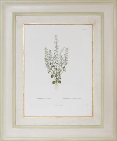 Pierre Antoine Poiteau SET OF TWELVE EARLY 19TH C BOTANICAL ENGRAVINGS AFTER PIERRE ANTOINE POITEAU