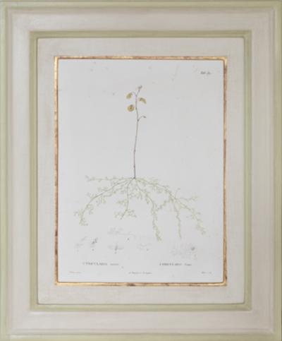 Pierre Antoine Poiteau SET OF TWELVE EARLY 19TH C BOTANICAL ENGRAVINGS AFTER PIERRE ANTOINE POITEAU