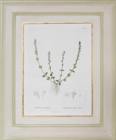 Pierre Antoine Poiteau SET OF TWELVE EARLY 19TH C BOTANICAL ENGRAVINGS AFTER PIERRE ANTOINE POITEAU