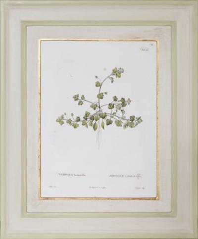 Pierre Antoine Poiteau SET OF TWELVE EARLY 19TH C BOTANICAL ENGRAVINGS AFTER PIERRE ANTOINE POITEAU