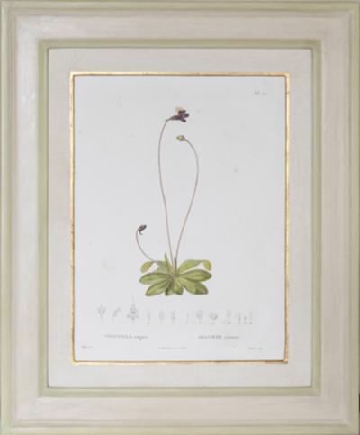 Pierre Antoine Poiteau SET OF TWELVE EARLY 19TH C BOTANICAL ENGRAVINGS AFTER PIERRE ANTOINE POITEAU