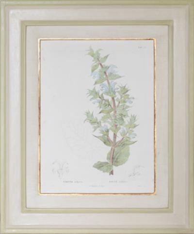 Pierre Antoine Poiteau SET OF TWELVE EARLY 19TH C BOTANICAL ENGRAVINGS AFTER PIERRE ANTOINE POITEAU
