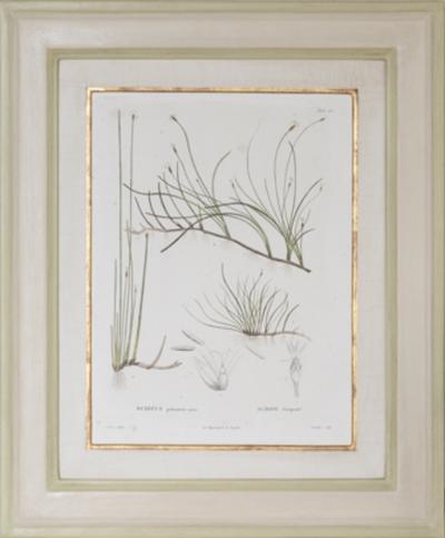 Pierre Antoine Poiteau SET OF TWELVE EARLY 19TH C BOTANICAL ENGRAVINGS AFTER PIERRE ANTOINE POITEAU