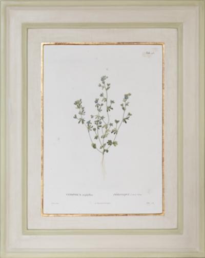 Pierre Antoine Poiteau SET OF TWELVE EARLY 19TH C BOTANICAL ENGRAVINGS AFTER PIERRE ANTOINE POITEAU