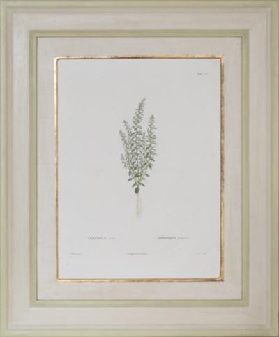 Pierre Antoine Poiteau SET OF TWELVE EARLY 19TH C BOTANICAL ENGRAVINGS AFTER PIERRE ANTOINE POITEAU