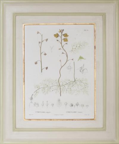 Pierre Antoine Poiteau SET OF TWELVE EARLY 19TH C BOTANICAL ENGRAVINGS AFTER PIERRE ANTOINE POITEAU