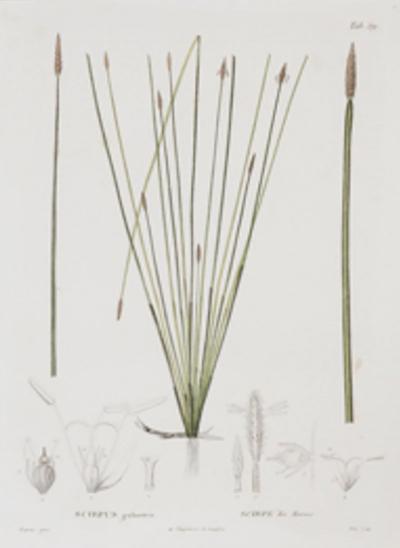 Pierre Antoine Poiteau SET OF TWELVE EARLY 19TH C BOTANICAL ENGRAVINGS AFTER PIERRE ANTOINE POITEAU
