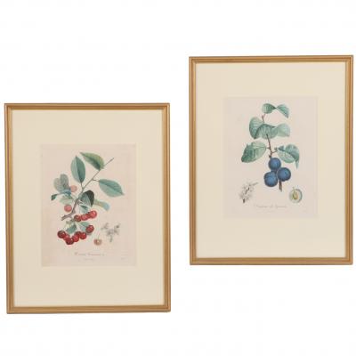 Pierre Jean Francois Turpin Set of 4 Botanical Fruit Prints by Pierre Francis Turpin French 1775 1840 