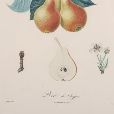 Pierre Jean Francois Turpin Set of 4 Botanical Fruit Prints by Pierre Francis Turpin French 1775 1840 